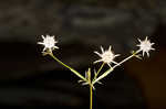 Blueflower eryngo